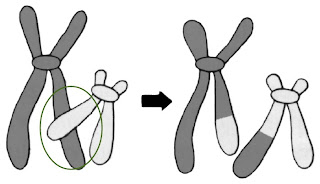  Perubahan struktur fisik kromosom sanggup terjadi pada lokasi atau jumlah gen dalam kromoso Pintar Pelajaran Penyebab dan Contoh Perubahan Struktur Kromosom, Proses / Mekanisme, Mutasi