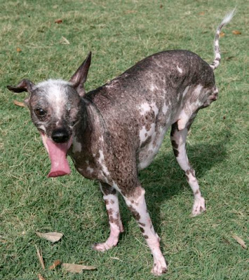 Ugly Dog Breed. Ugliest Dog" contest has