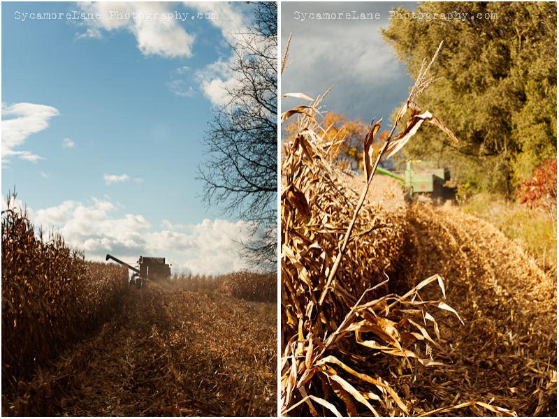 cornharvest-2