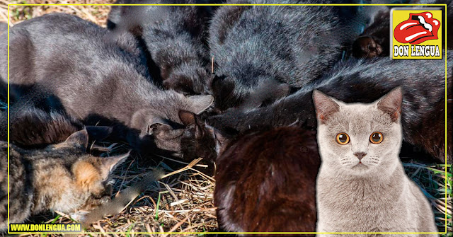 Cadáver de un bebé fue devorado por gatos en una morgue de Falcón