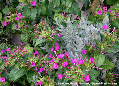 mirabilis jalapa