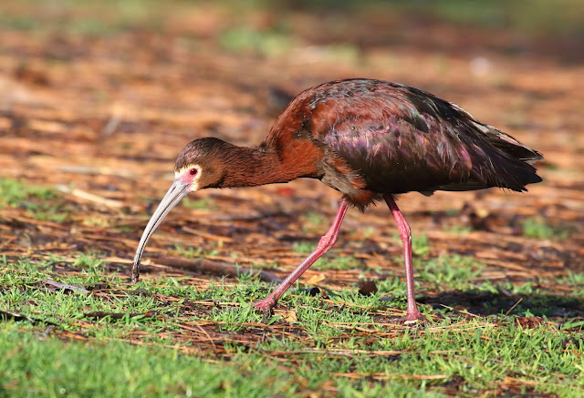 White-faced Ibis