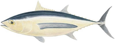 Albacore (Thunnus alalunga)