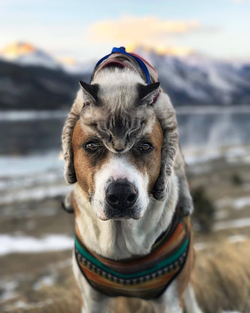 Henry-y-Baloo-compañeros-de-acampada-adorables-fotografías