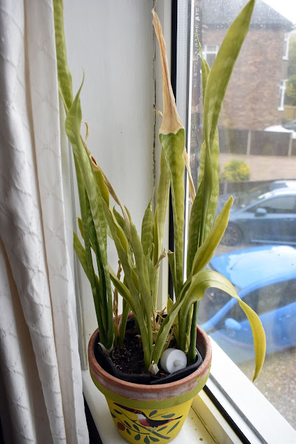 mother in laws tongue houseplant in a window