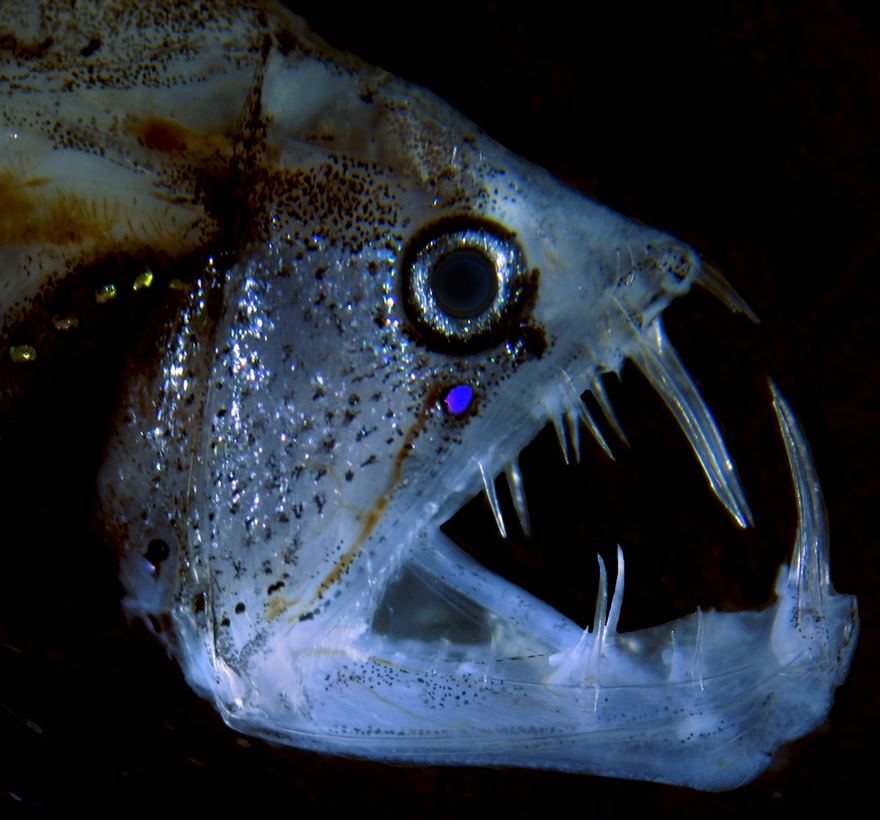2016 Nikon Macro Photo Contest Winners Show The World Like You’ve Never Seen Before - Viperfish