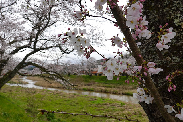 鳥取県西伯郡南部町法勝寺 東長田川沿いの堤防道路