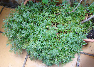 Alisos marítimo o lobularia (Lobularia maritima (L.) Desv. (sin. Alyssum maritimum)).