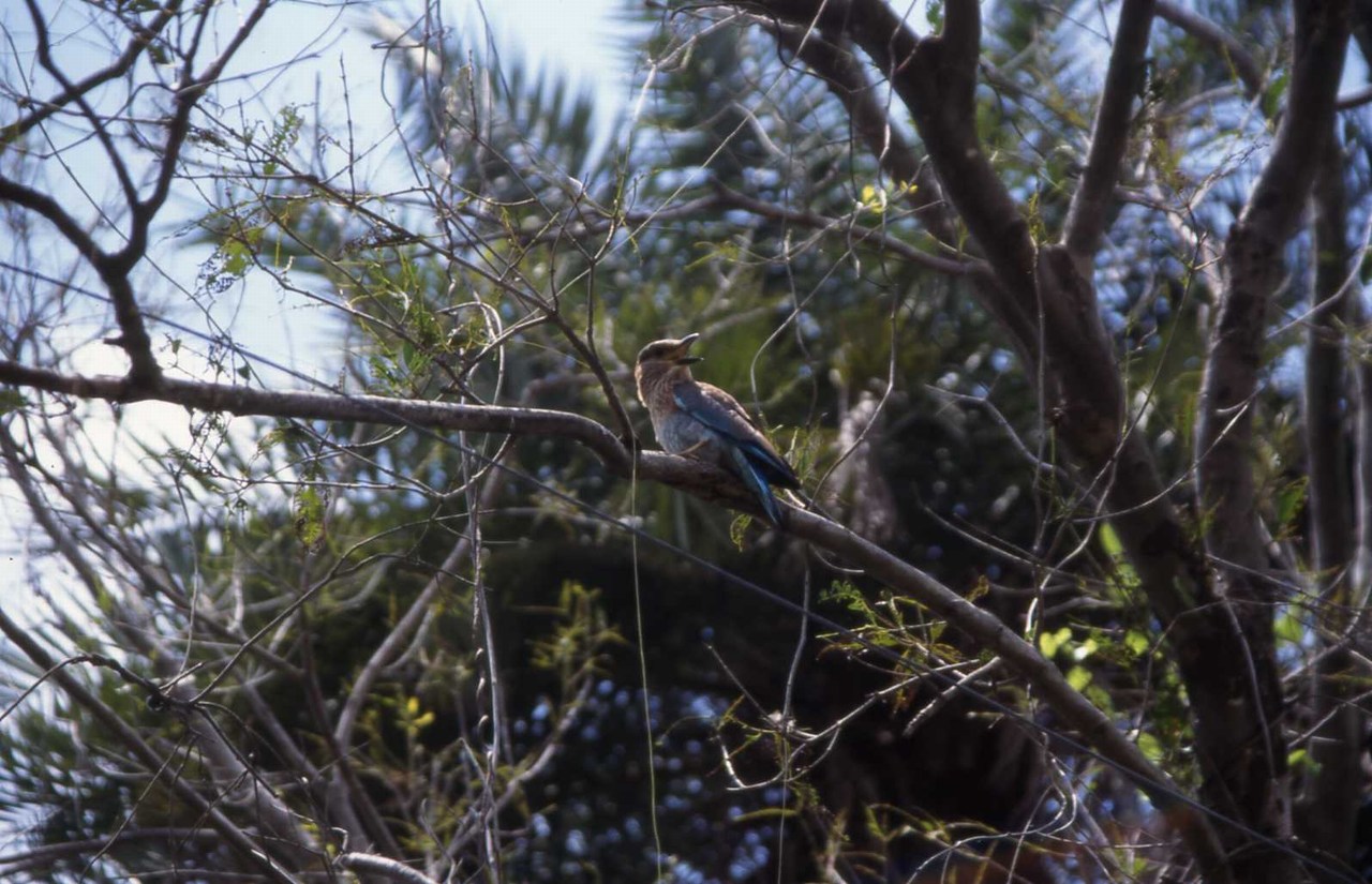 Coracias benghalensis indicus