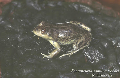 american endangered frogs