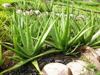 Aloe Vera Para Tratar La Artritis Reumatoide