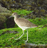 Willet with its feet visible – Souris area, PEI – July 27, 2013 – Roberta Palmer