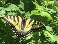 Tiger Swallowtail in Northern Michigan