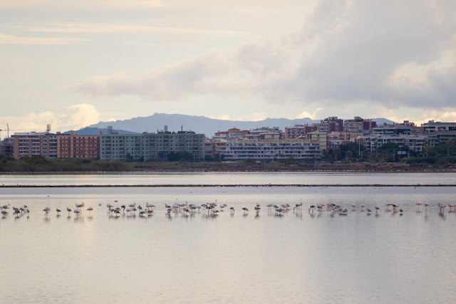 Fenicotteri al Parco naturale Molentargius-Saline-Cagliari-Cormorani