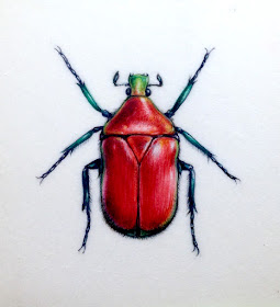 Red beetle painting on vellum, watercolour 