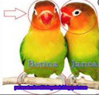 Baca Ini! Cara Membedakan Lovebird Jantan Dan Betina