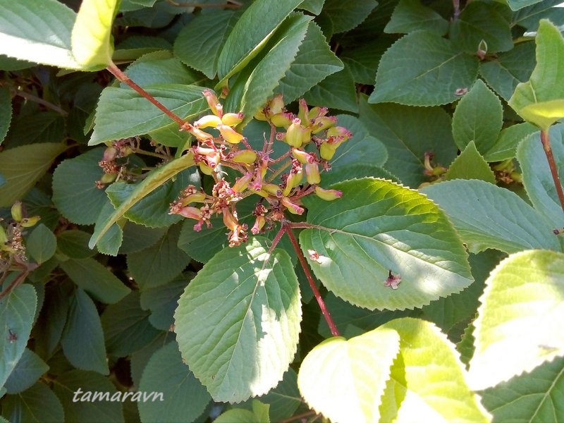 Калина буреинская (Viburnum burejaeticum)