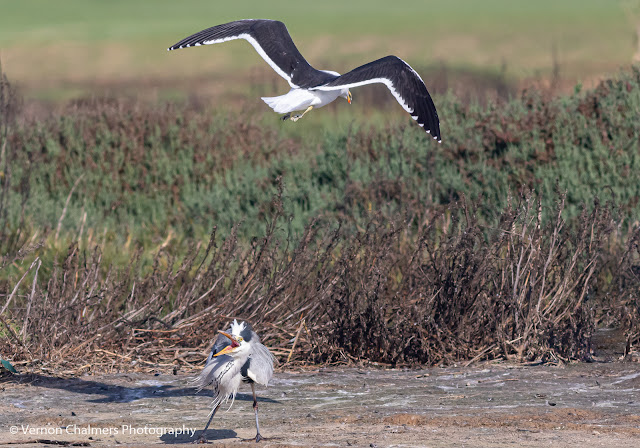 Kelp Gull Attacking Grey Heron Woodbridge Island Vernon Chalmers Photography 4