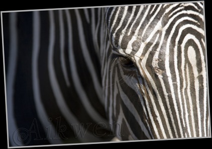 Zebra grévyho