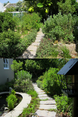 Woodland Walk and Froggy Pond