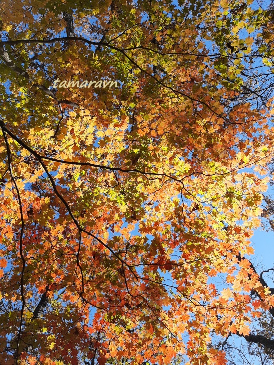 Клён ложнозибольдов (Acer pseudosieboldianum)