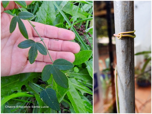 Hojas nuevas / Zarcillo sujetándose para que la planta trepe - Chacra Educativa Santa Lucía