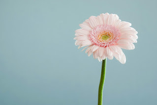 صورة وردة وردية طبيعية حلوه ، صور طبيعة ورد 4K