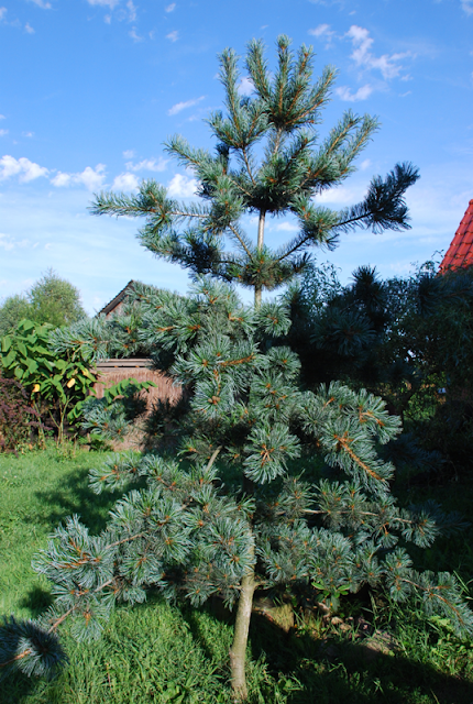 pinus parviflora