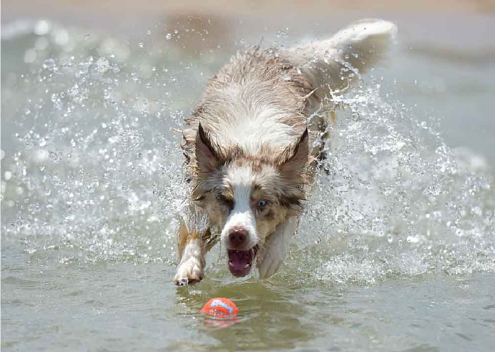 Le chien Berger Australien et l'eau, est il un chien nageur?