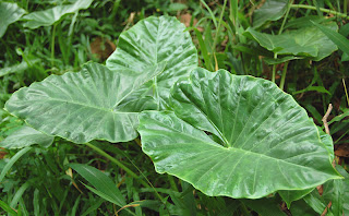  atau yang biasa disebut juga dengan lompong dapat dijadikan untuk tanaman hias di dalam r Manfaat Tanaman Talas