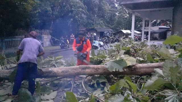 Cuaca Extrim, Ratusan Pohon Tumbang dan Rumah Rusak Melanda 21 kecamatan di Kebumen