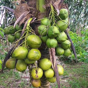 Bibit Kelapa Hibrida