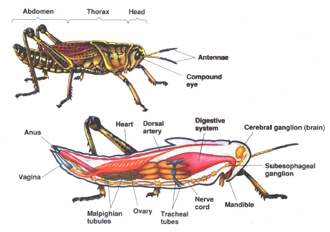  Hewan  Crustacea  Pengertian Ciri dan Klasifikasinya 