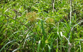 Teki ladang atau Cyperus rotundus