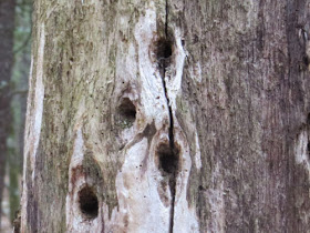 holes in a tree trunk