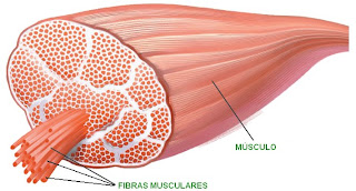 La célula del músculo de denomina fibra muscular. Son células cilíndricas y alargadas.