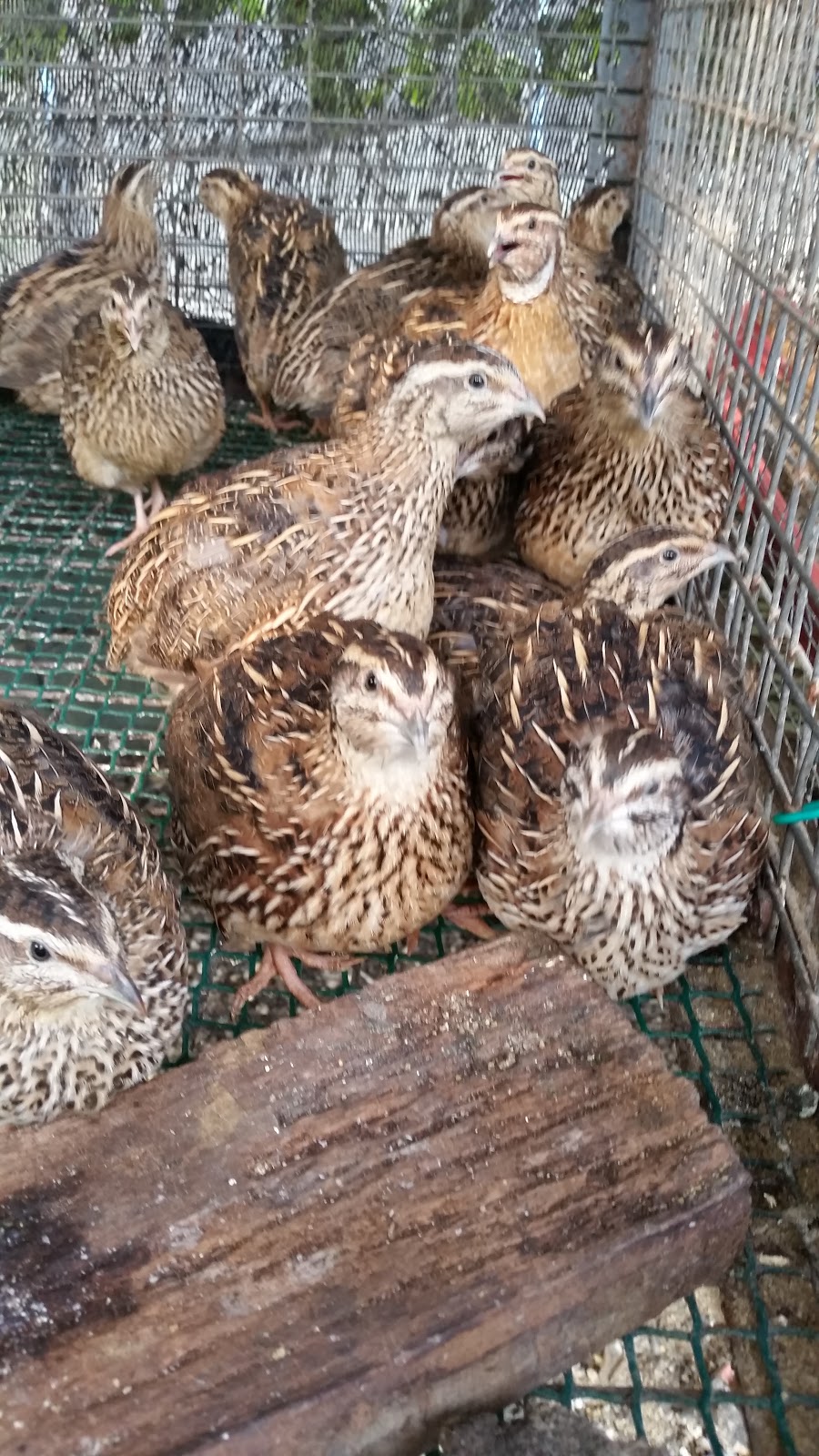 Warisan Petani Bela Burung Puyuh Telur