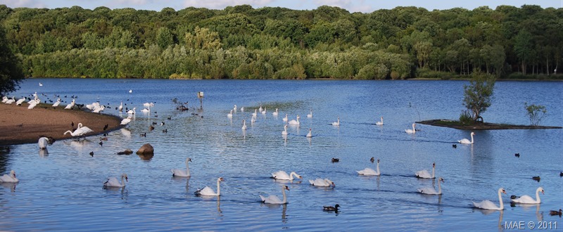 2011-06-25 Ruislip Lido 014
