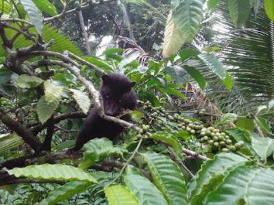 Kopi luwak Desa Telemung, Banyuwangi.