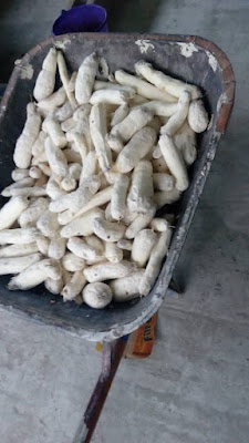 Results of the Cassava processing machines