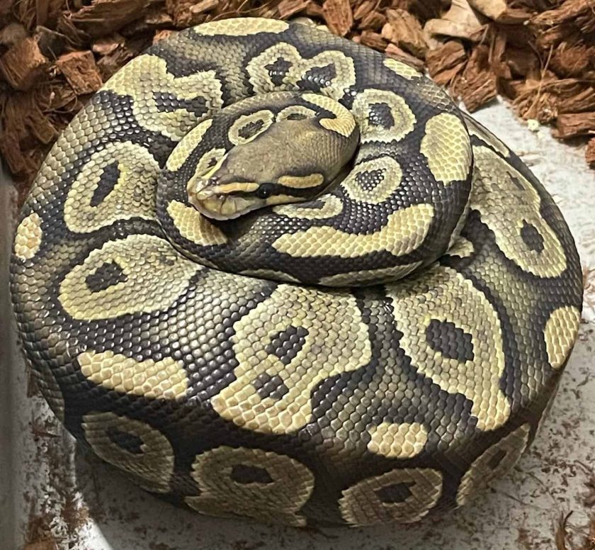 A curled Ball Python