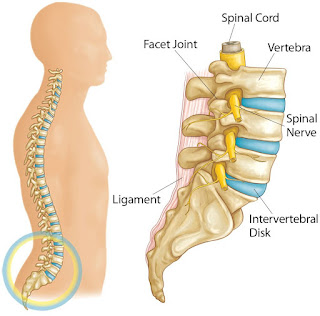 Yoga to strengthen lower back and prevents lower back pain