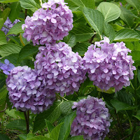 花博記念公園鶴見緑地 花の谷のアジサイ