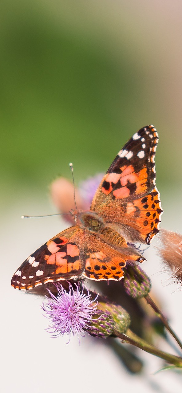 A lovely butterfly.