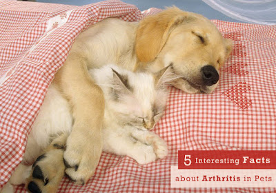 Interesting Facts About Pet's Arthritis