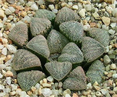 Haworthia pygmaea crystallina X splendens 