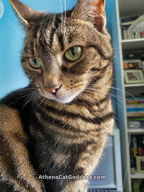 green-eyed tabby cat with bookshelf in background