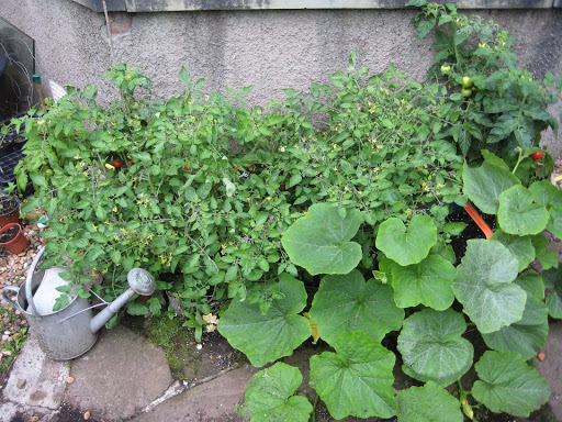 Back Garden Tomatoes