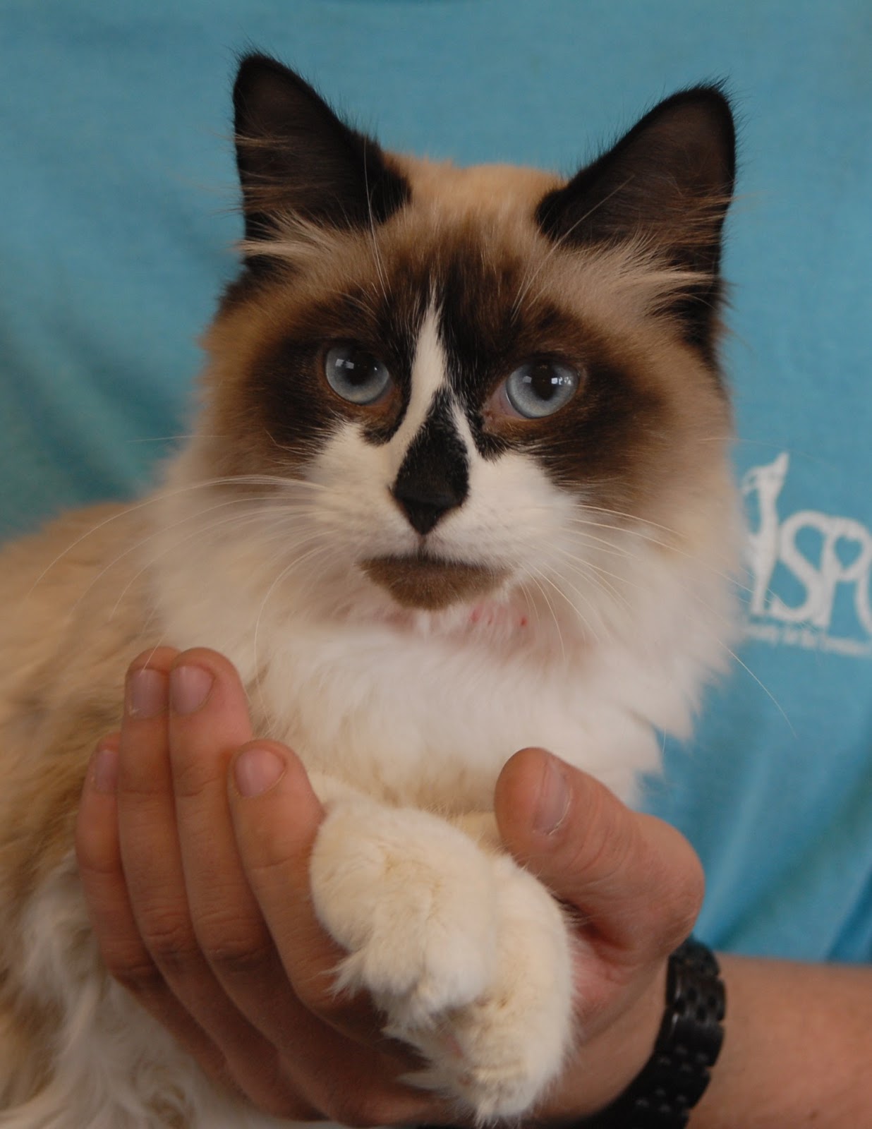 36 Best Pictures Siamese Cat Adoption Maryland / Lakewood CO - Luke - 6 YO Male Ragdoll Flame Point Siamese ...