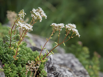 Sedum album - White stonecrop care and culture